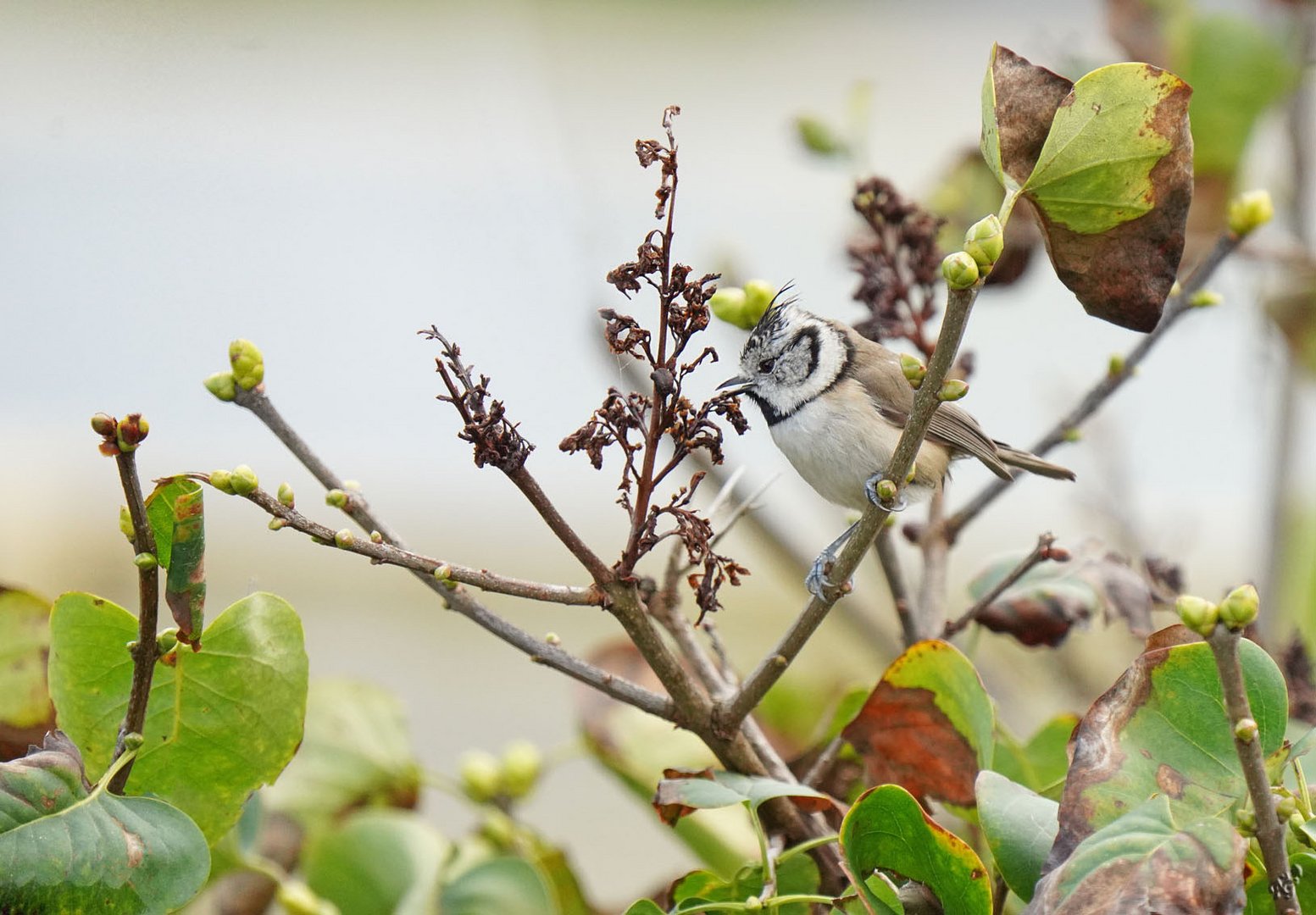 Gourmande ... la mésange huppée