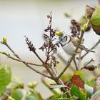 Gourmande ... la mésange huppée