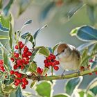 Gourmande ..... la petite fauvette