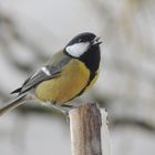 Gourmande mésange charbonnière