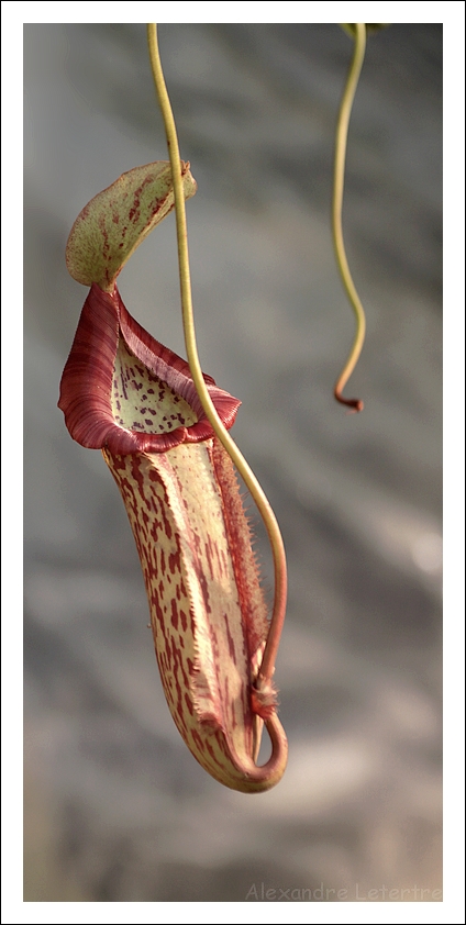 Gourmande (plante carnivore)