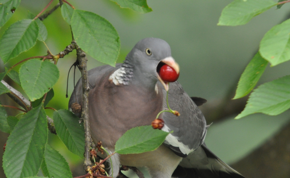 Gourmandise