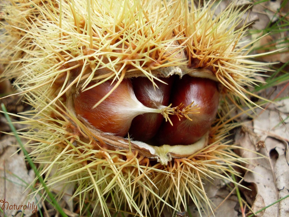 gourmandise d'automne