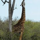 Gourmandise, quand la Girafe est trop petite