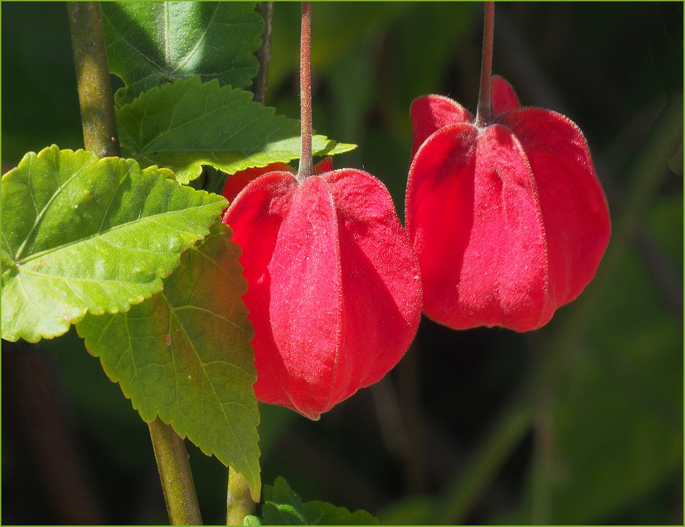 Gourmandises florales