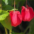 Gourmandises florales