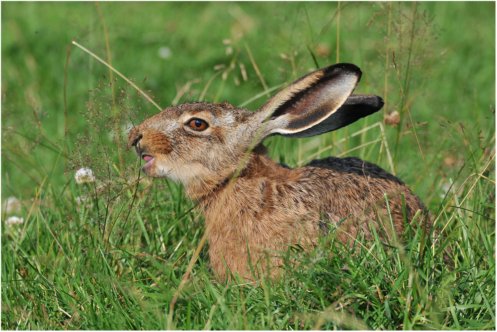 "Gourmet-Hase"