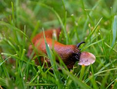 Gourmet-Schnecke