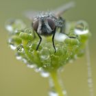 Goutees de brume sur une mouche