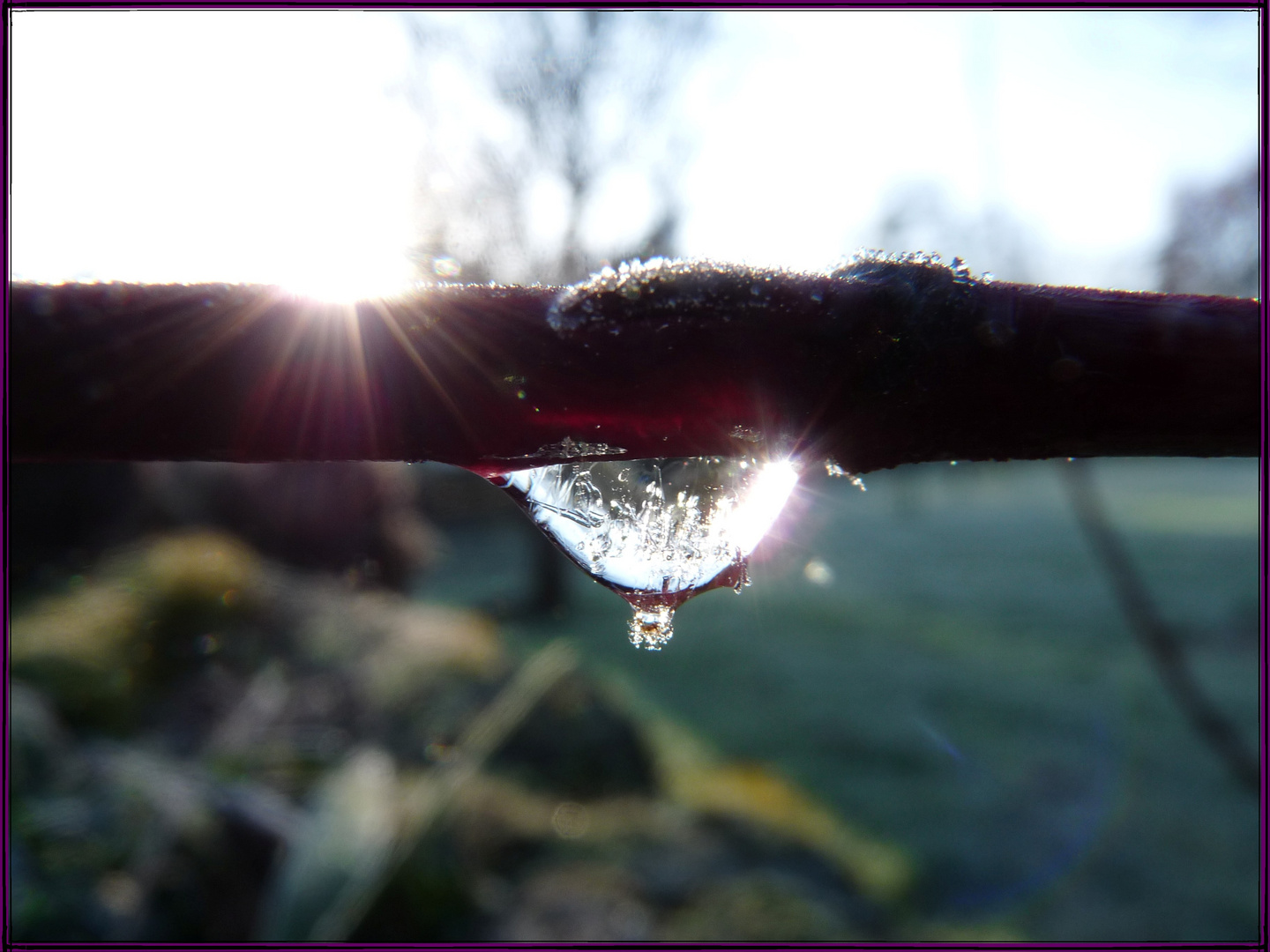 Goutelette gelée et soleil