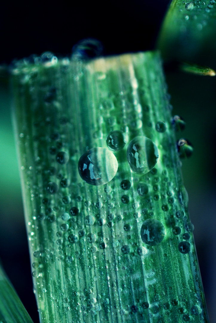 Goutelles de pluie