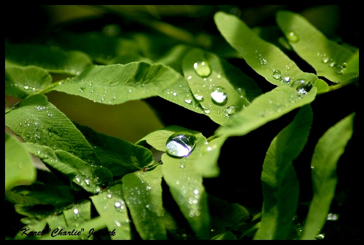 Goutte à goutte