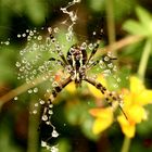 Goutte à goutte