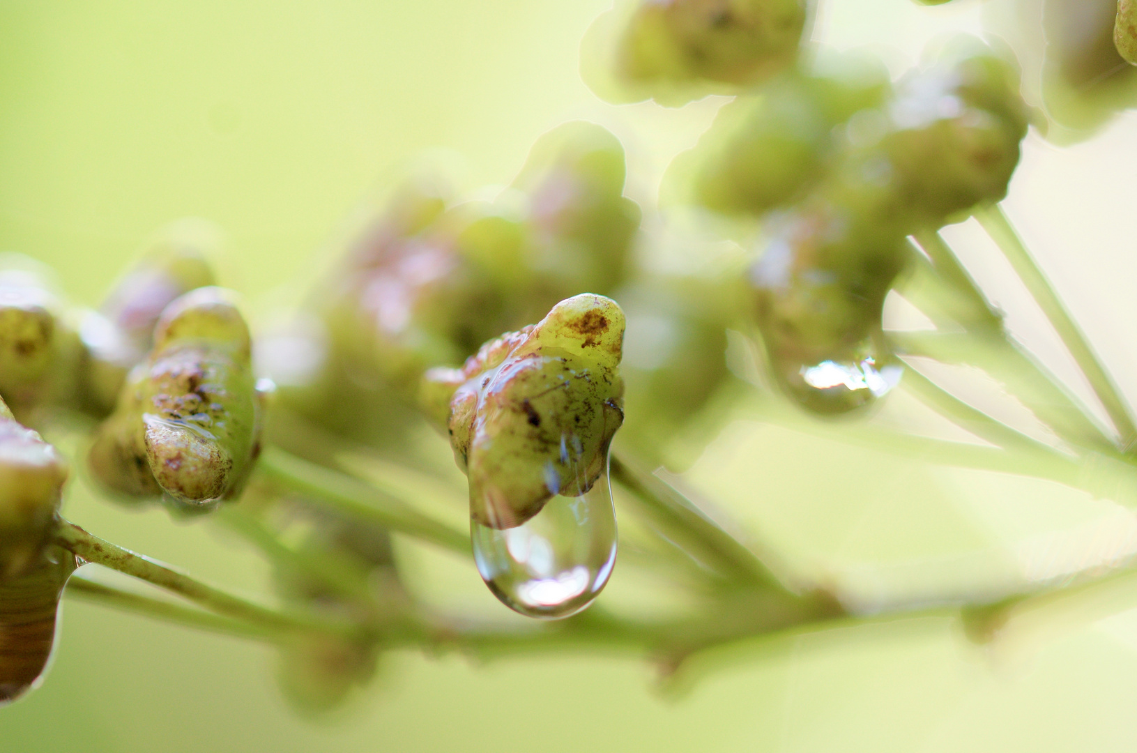 goutte à goutte