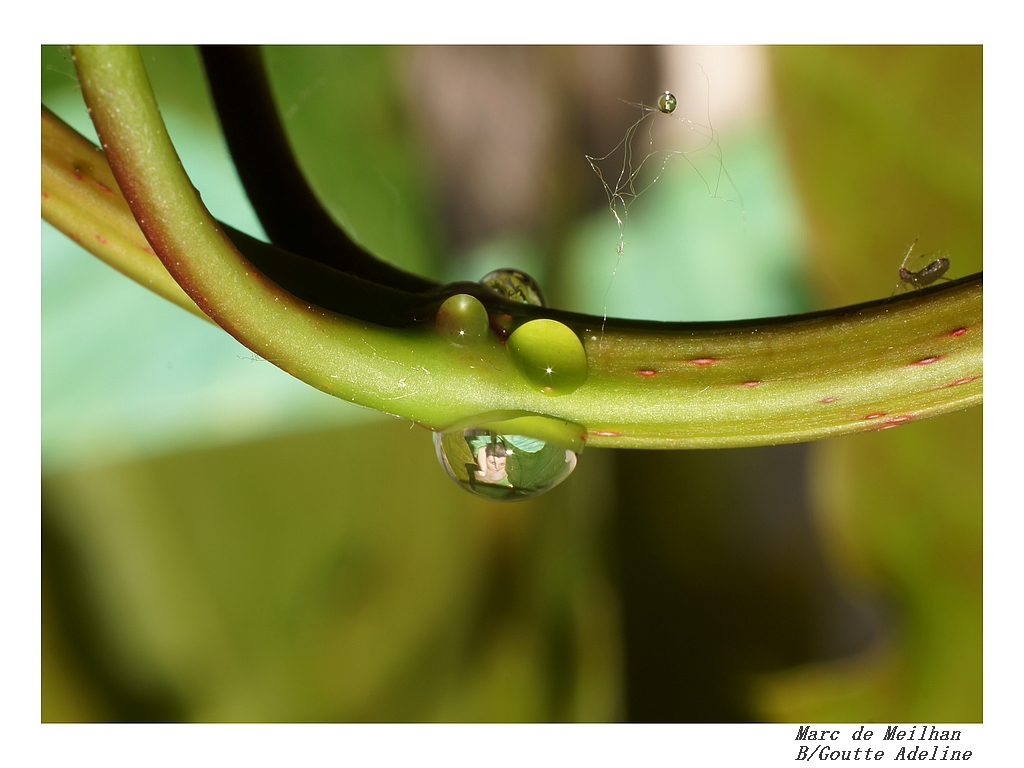 Goutte Adeline