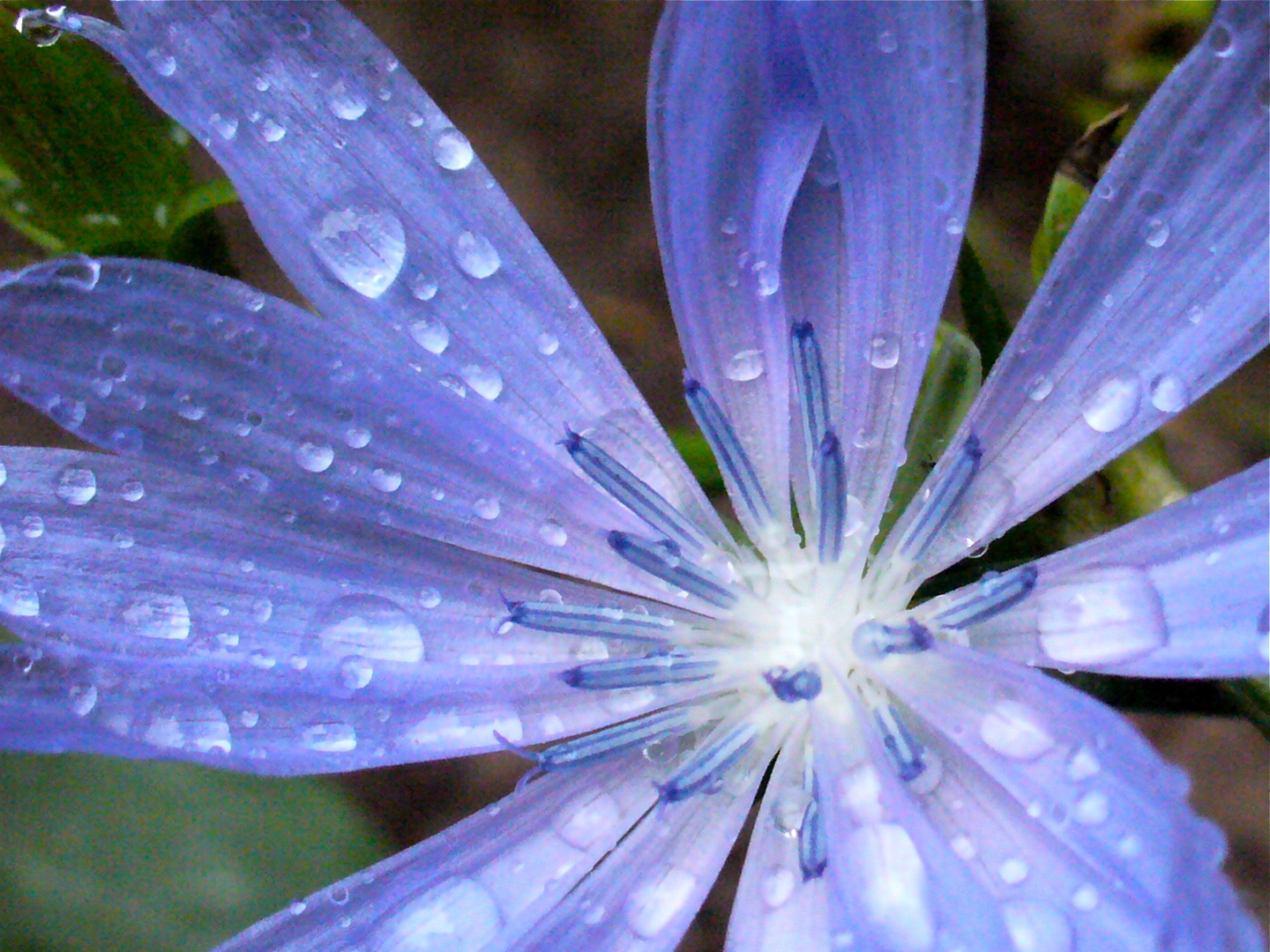 goutte bleue