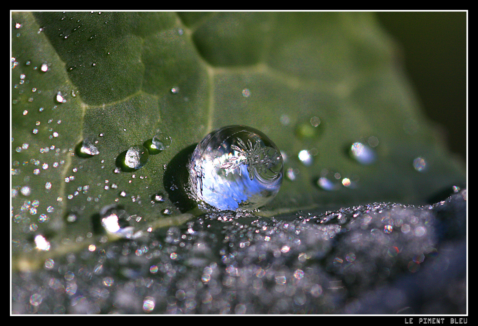 goutte de glace