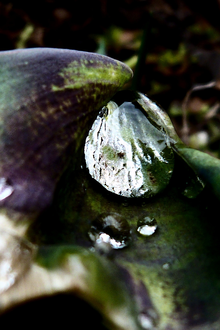 goutte de moi eaux de pluie