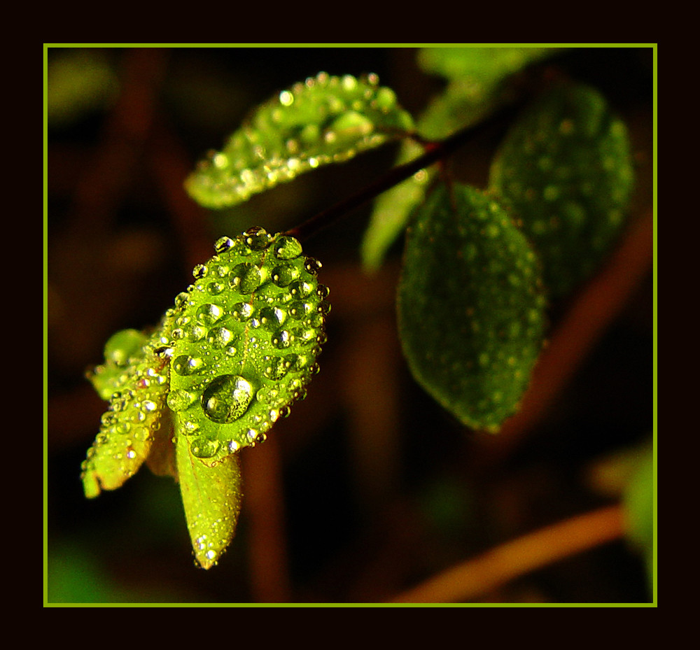 Goutte de Nuit