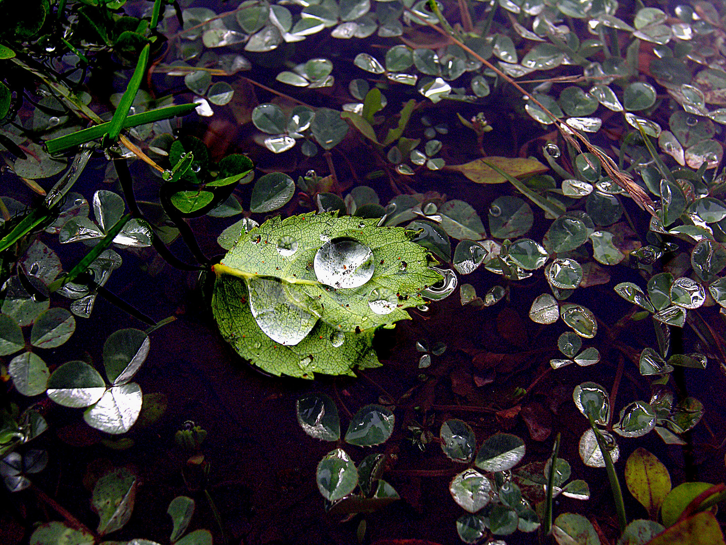 goutte de pluie