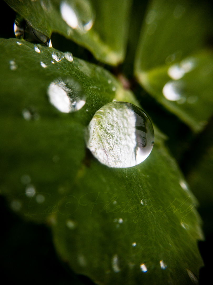 Goutte de trèfle