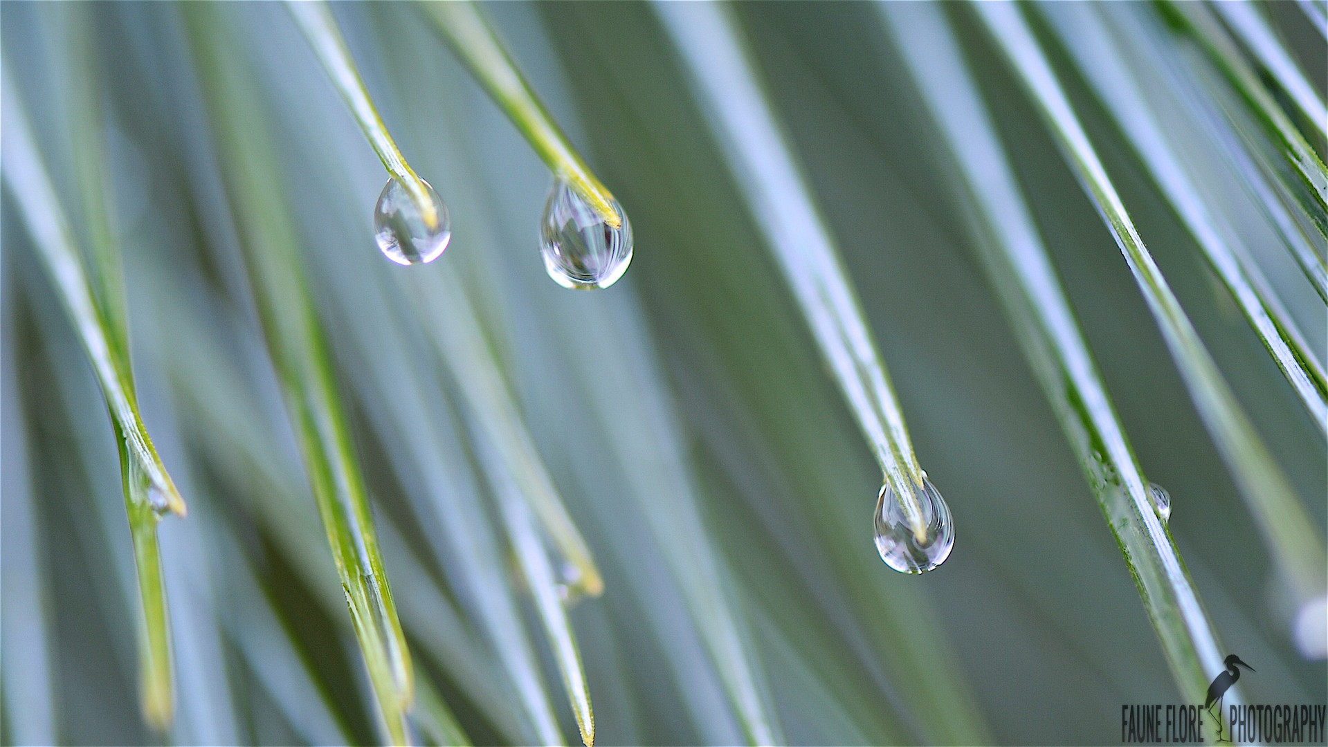 Goutte d’eau