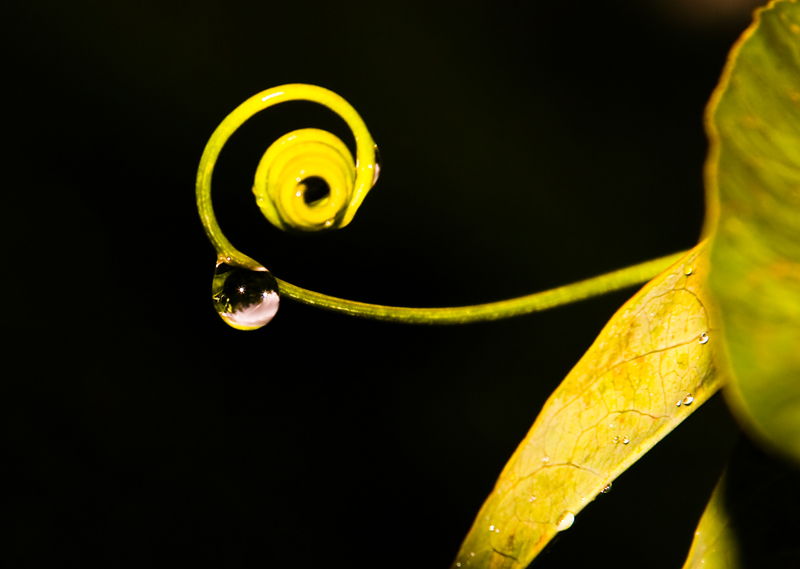 goutte d'eau