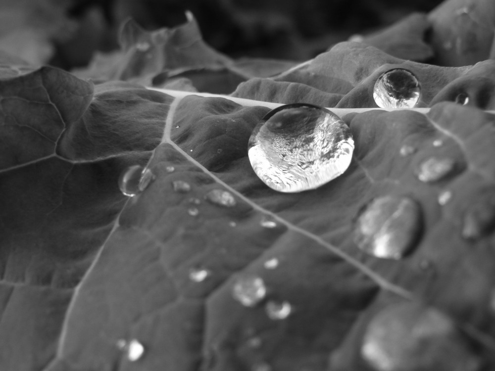 goutte d'eau de tanguy 