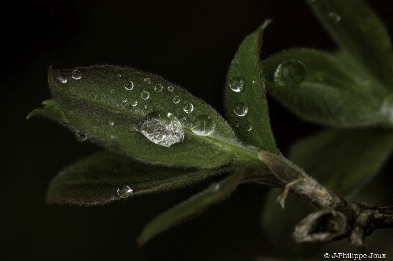 Goutte d'eau -