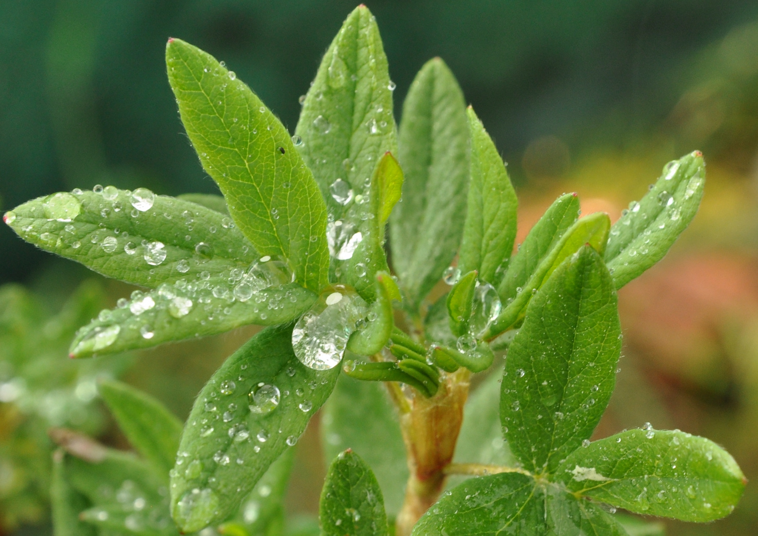 Goutte d'eau