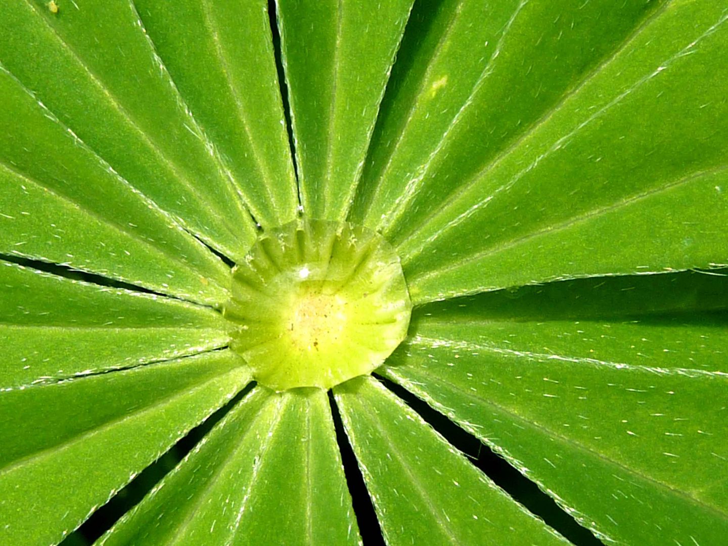 Goutte d'eau au coeur de feuilles de lupin