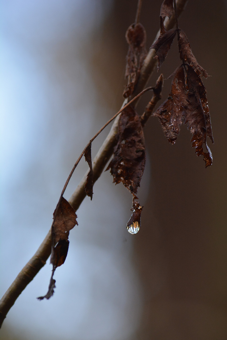 Goutte d'eau