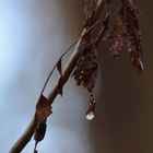 Goutte d'eau