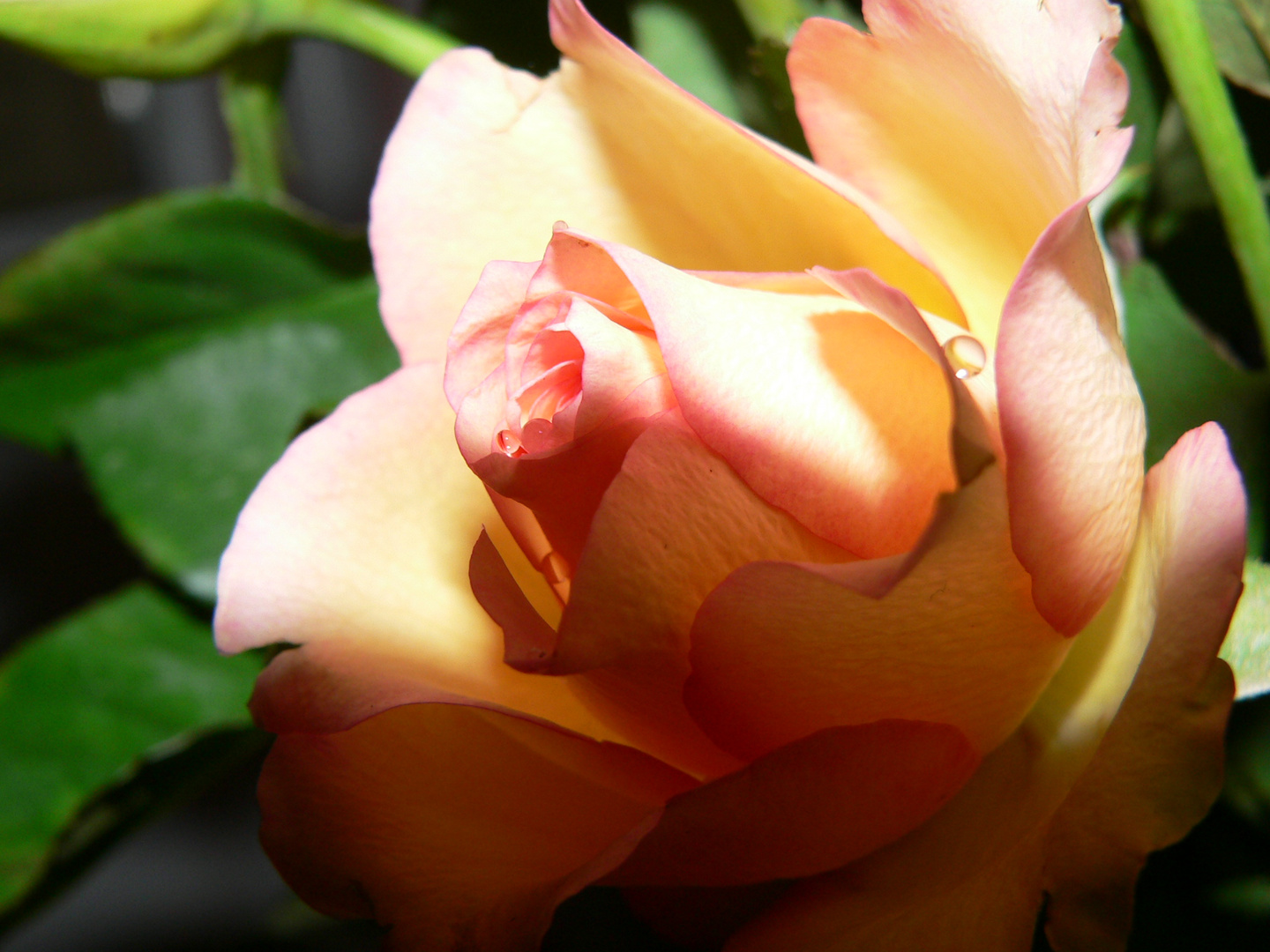 goutte d'eau dans une rose