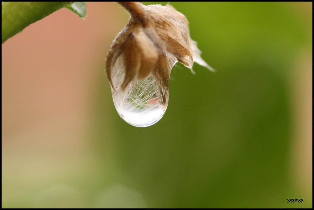 Goutte d'eau poilue