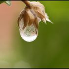 Goutte d'eau poilue