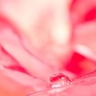 Goutte d'eau sur pétale de rose - FABRICE FRANQUEZA