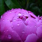 goutte d'eau sur pivoine