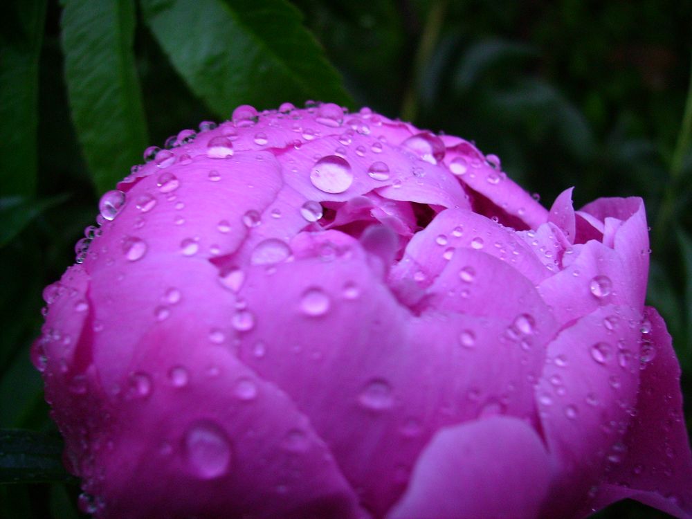 goutte d'eau sur pivoine