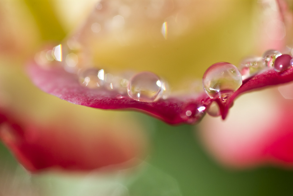 GOUTTE D'EAU SUR ROSE - FABRICE FRANQUEZA