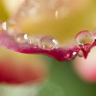 GOUTTE D'EAU SUR ROSE - FABRICE FRANQUEZA