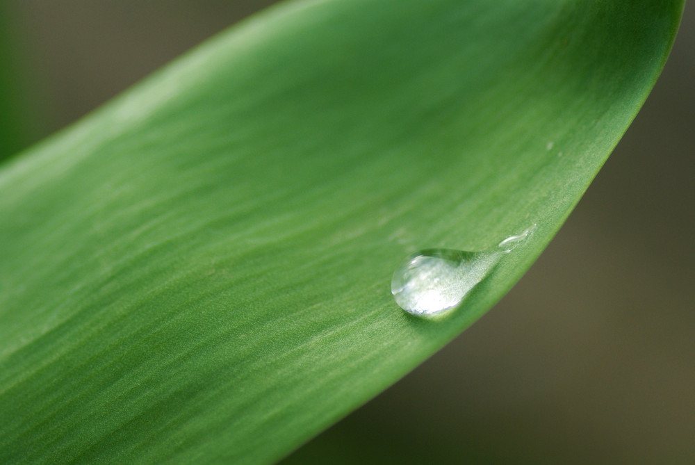 Goutte d'eau sur une feuille de Gillis Py 