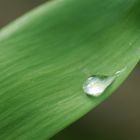 Goutte d'eau sur une feuille