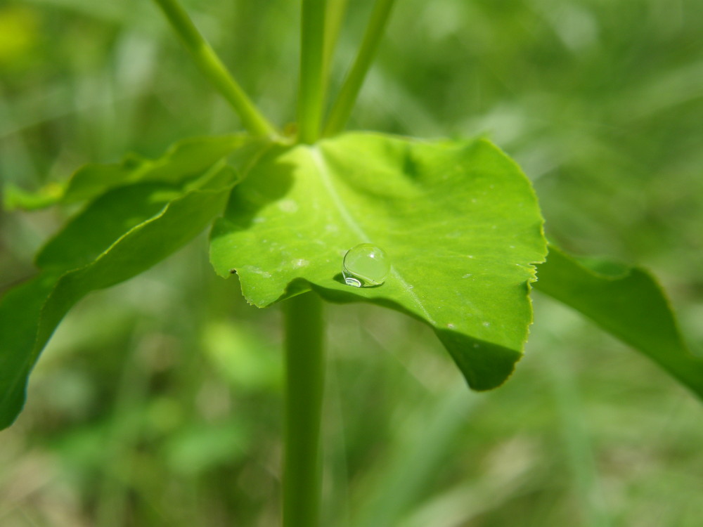 goutte d'eau sur une feuille