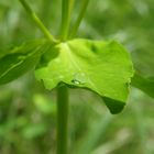 goutte d'eau sur une feuille