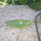 goutte d'eau sur une feuille verte