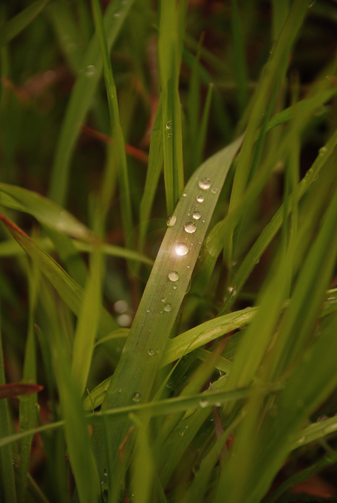 goutte d'herbe von Phil1985 