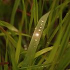 goutte d'herbe