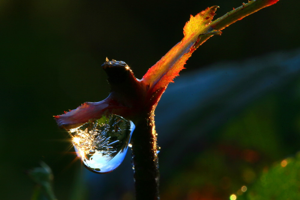 Goutte en contre-jour