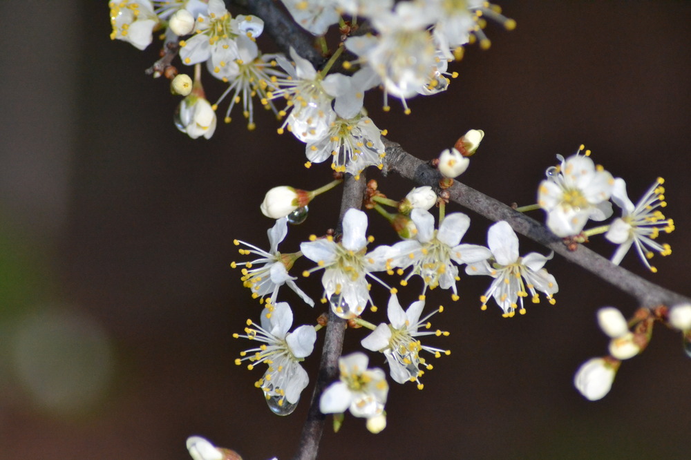 goutte et fleur